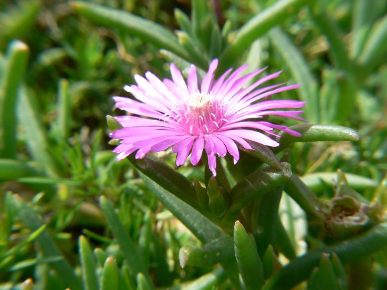 Free stock image of Pink flower created by michael w. giddens