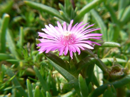 Pink flower
