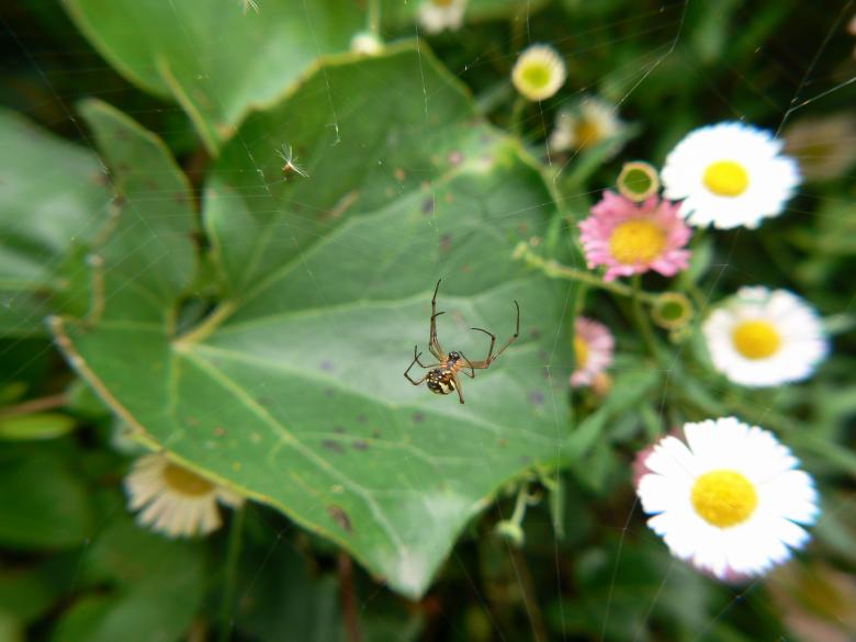 Free stock image of Bug life created by michael w. giddens