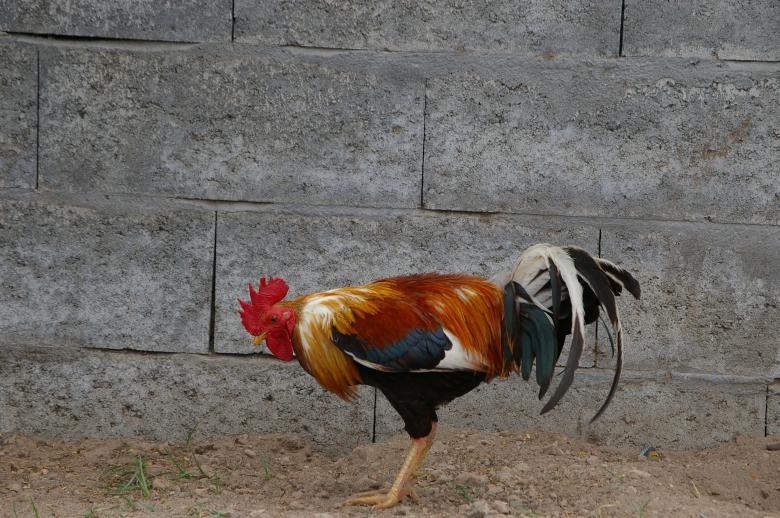 Free stock image of Cock created by frhuynh