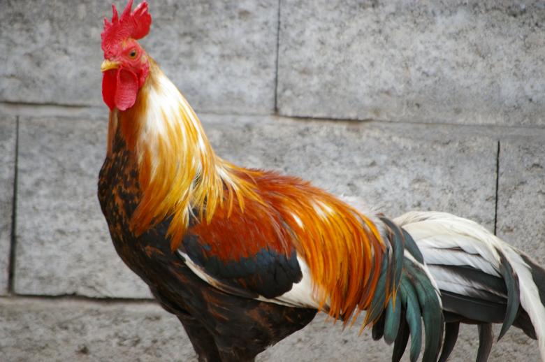 Free stock image of Cock created by frhuynh
