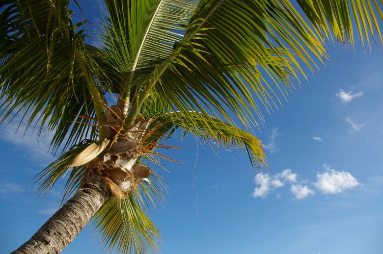 Free stock image of Palm tree and the sky created by frhuynh