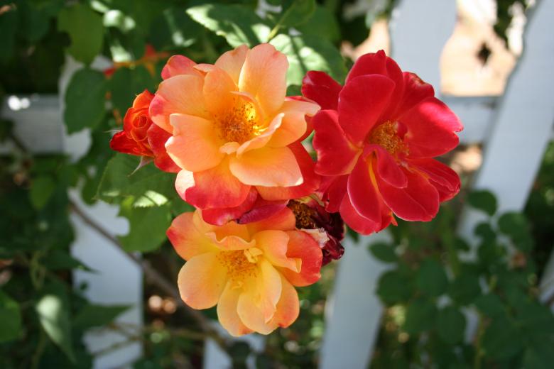 Free stock image of Firey roses created by thejazzcat