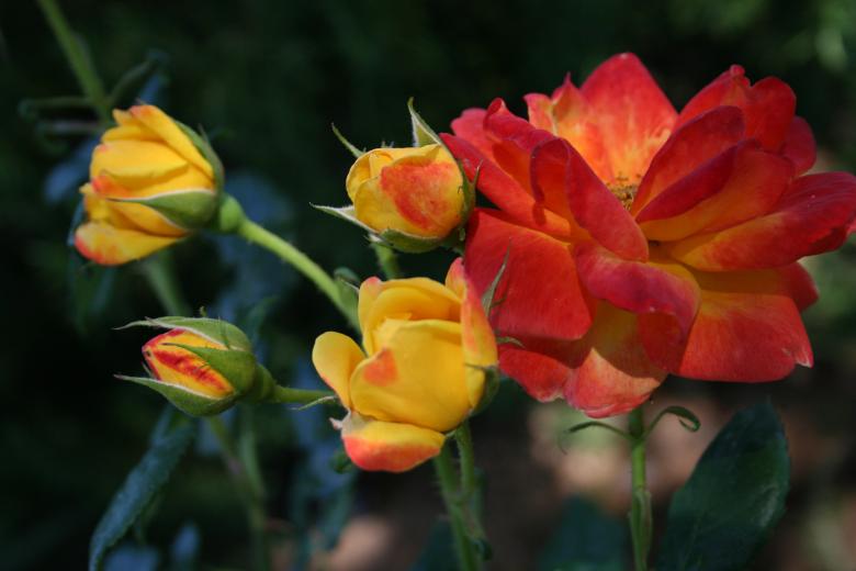 Free stock image of Firey roses created by thejazzcat