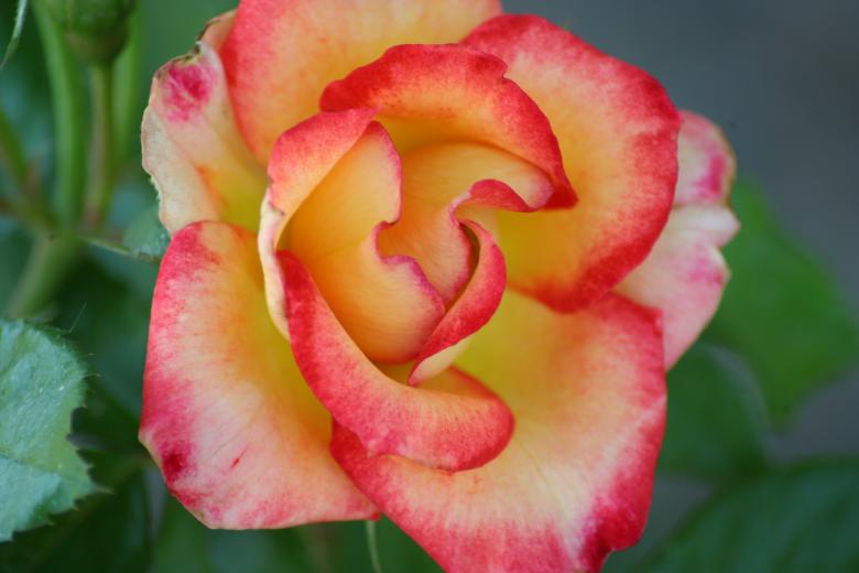 Free stock image of Beautiful rose created by thejazzcat