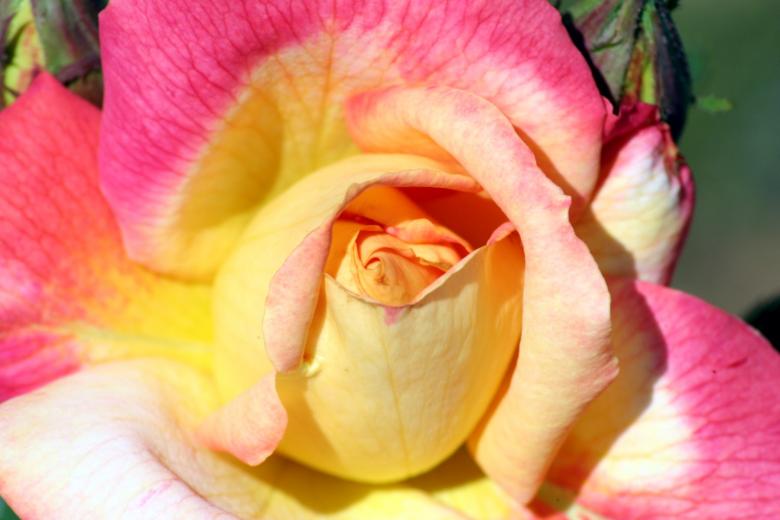 Free stock image of Beautiful rose created by thejazzcat