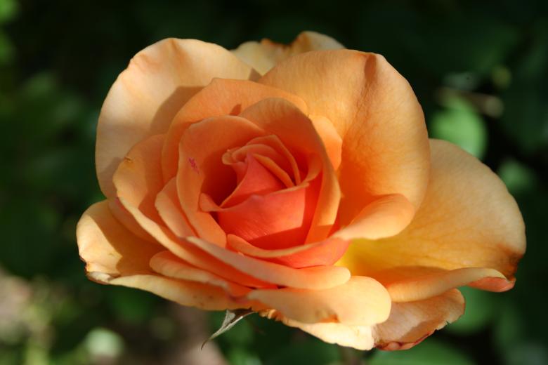 Free stock image of Beautiful rose created by thejazzcat