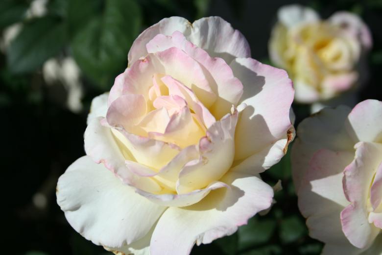 Free stock image of Beautiful roses created by thejazzcat