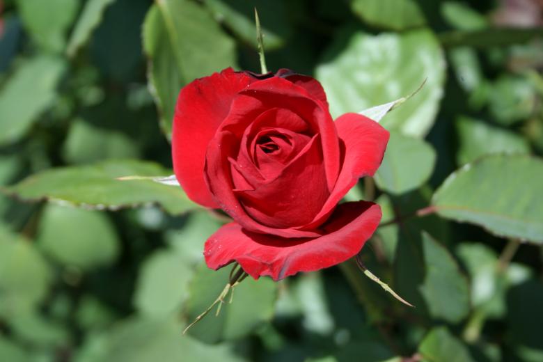 Free stock image of Beautiful red rose created by thejazzcat