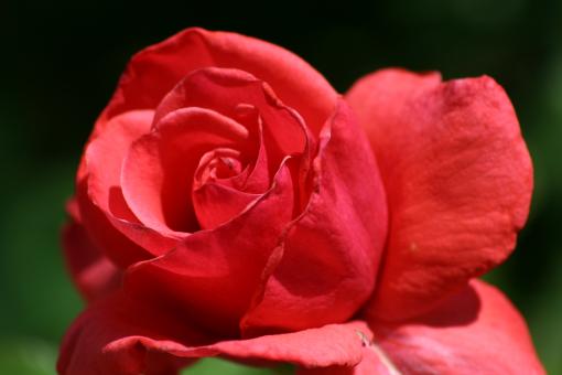 Free Stock Photo of Beautiful red rose