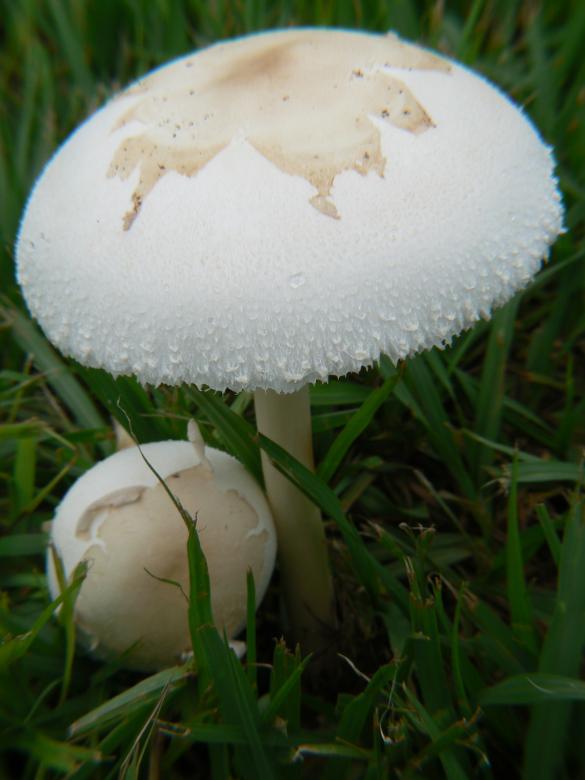Free stock image of Mushroom bloom created by michael w. giddens