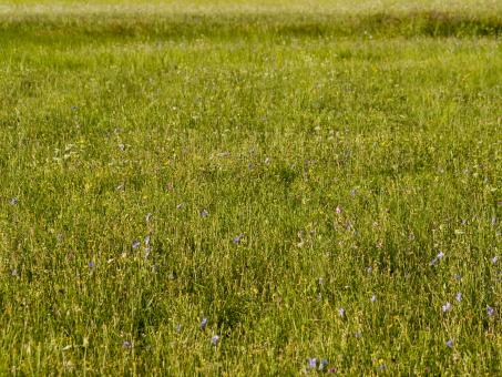 Free Stock Photo of Grass