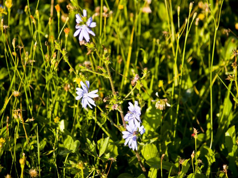 Free stock image of White flowers in the grass created by Alen