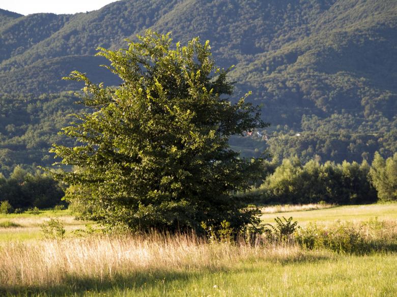 Free stock image of Tree created by Alen