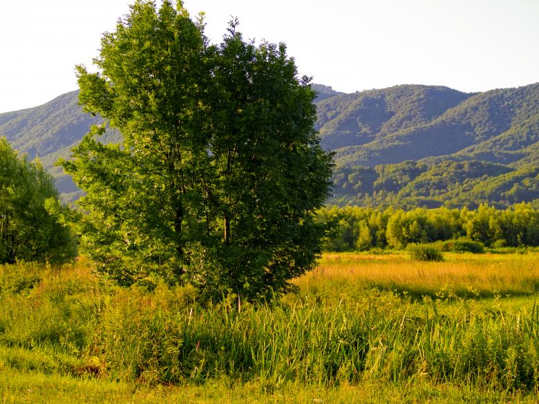 Free stock image of Tree created by Alen