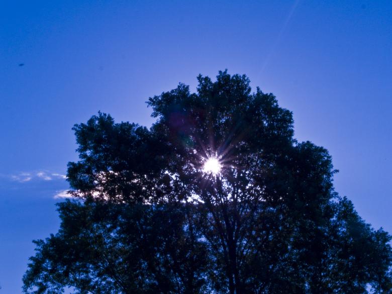 Free stock image of Tree created by Alen