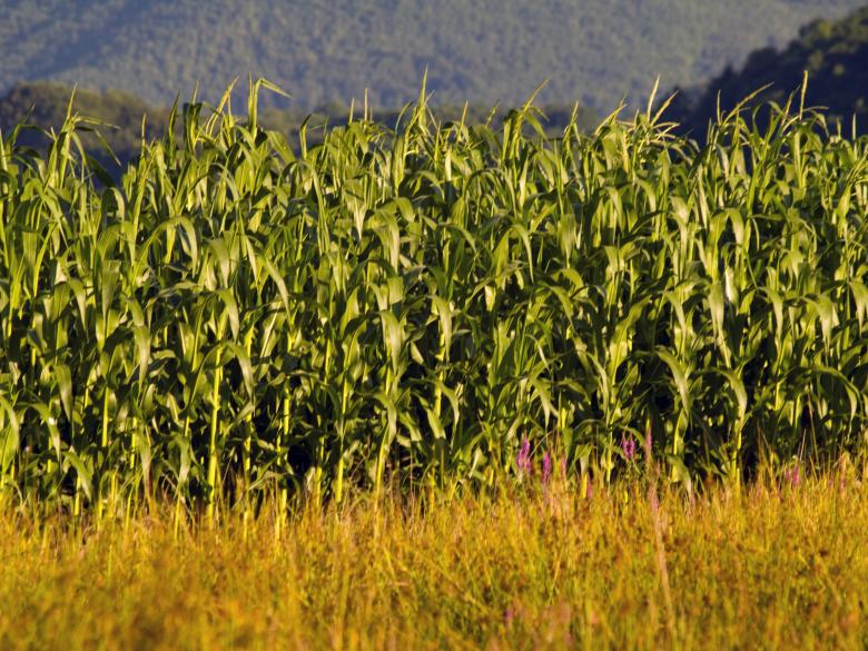Free stock image of Corn field created by Alen