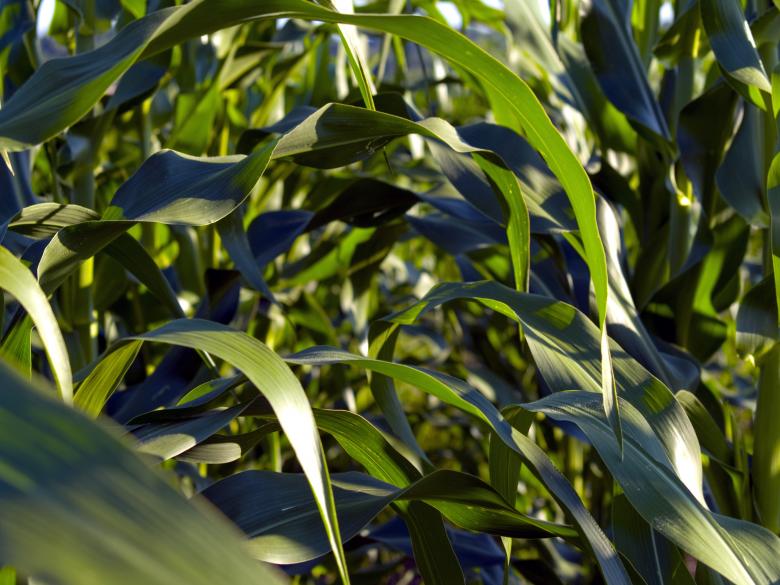 Free stock image of Corn created by Alen