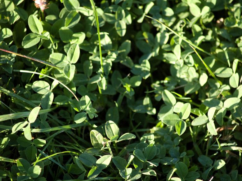 Free stock image of Grass texture created by Alen