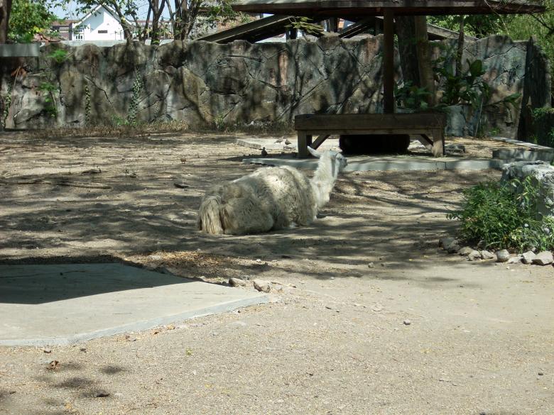 Free stock image of Lama at Surabaya Zoo created by Rhema Prabhata
