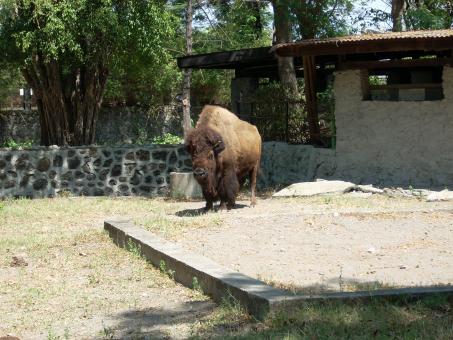 Buffalo at Surabaya Zoo - Free Stock Photo