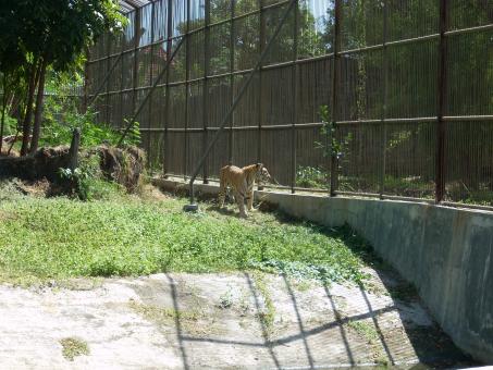 Tiger at Surabaya Zoo - Free Stock Photo