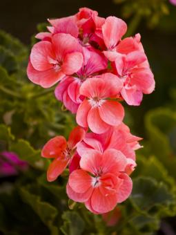 Free Stock Photo of Red Flower