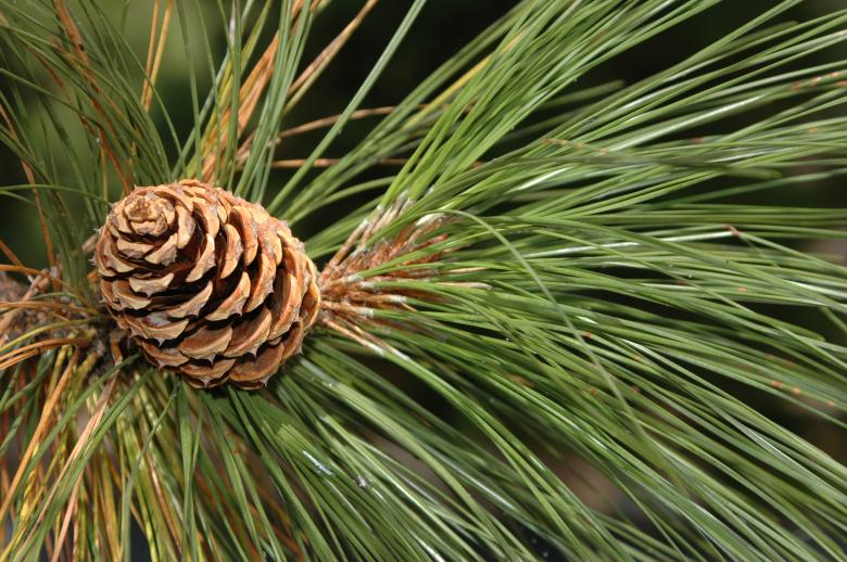 Free stock image of Pine Cone created by Michael McLeran