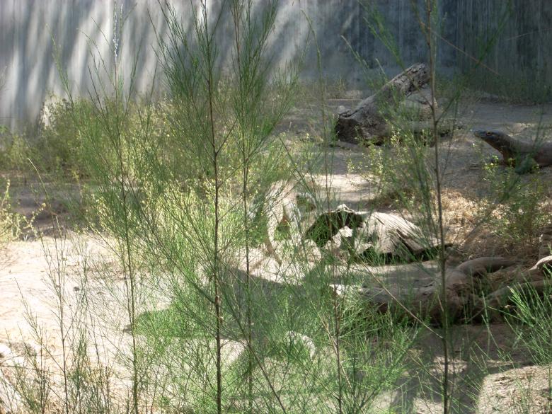 Free stock image of Komodo dragon at Surabaya Zoo created by Rhema Prabhata