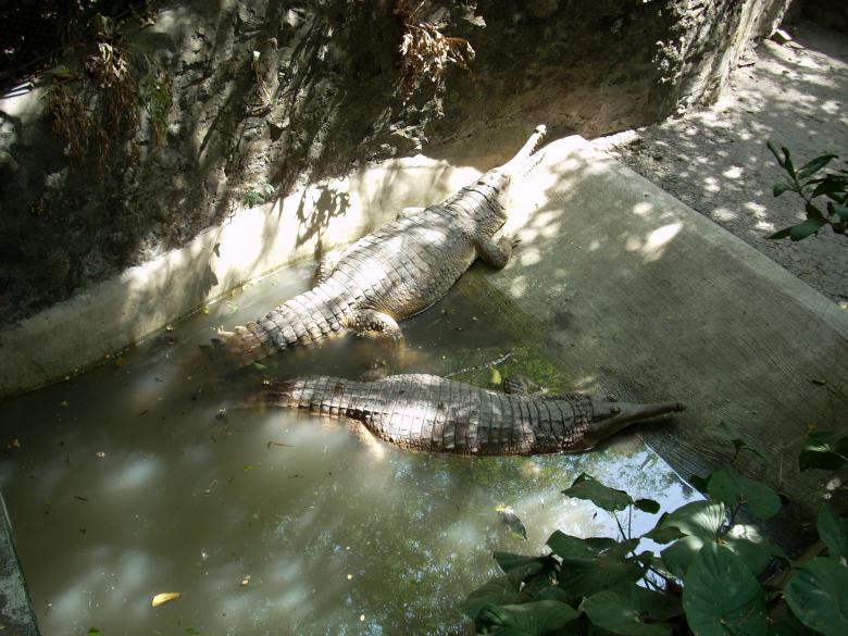 Free stock image of Gators at Surabaya Zoo created by Rhema Prabhata
