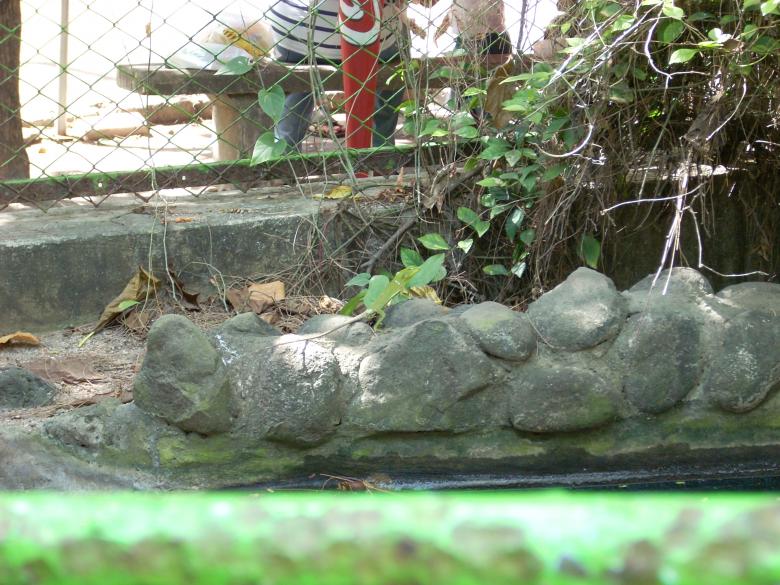 Free stock image of Surabaya Zoo created by Rhema Prabhata