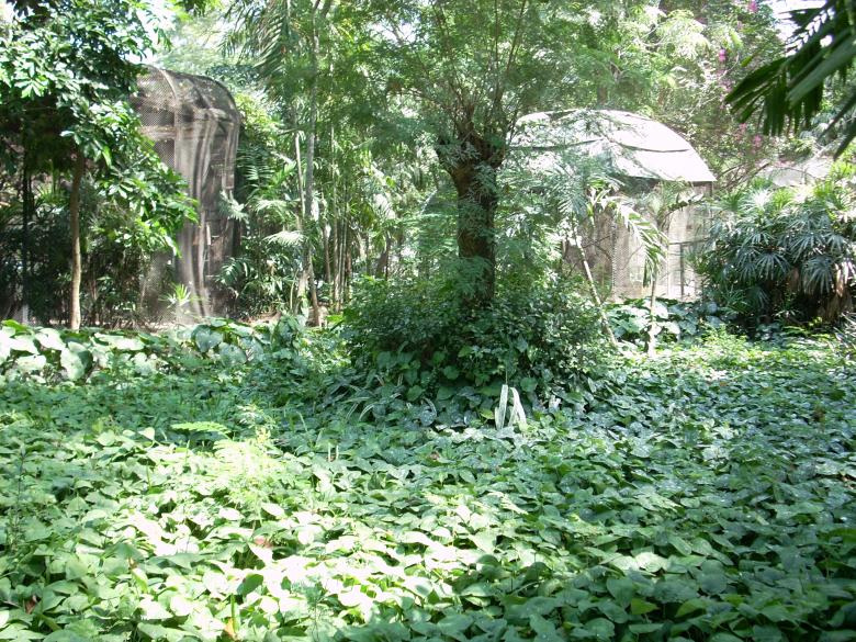 Free stock image of Surabaya Zoo created by Rhema Prabhata