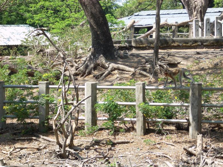 Free stock image of Monkey at Surabaya Zoo created by Rhema Prabhata