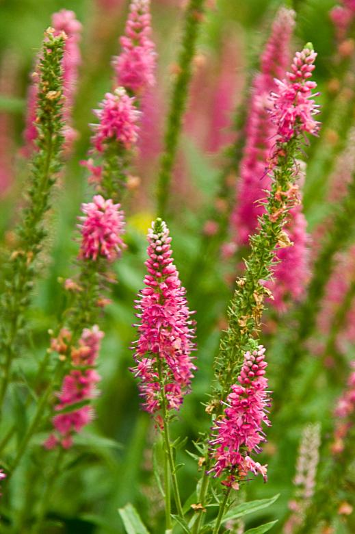 Free stock image of Pink Flowers created by Anthony Marquette