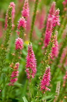Pink Flowers - Free Stock Photo
