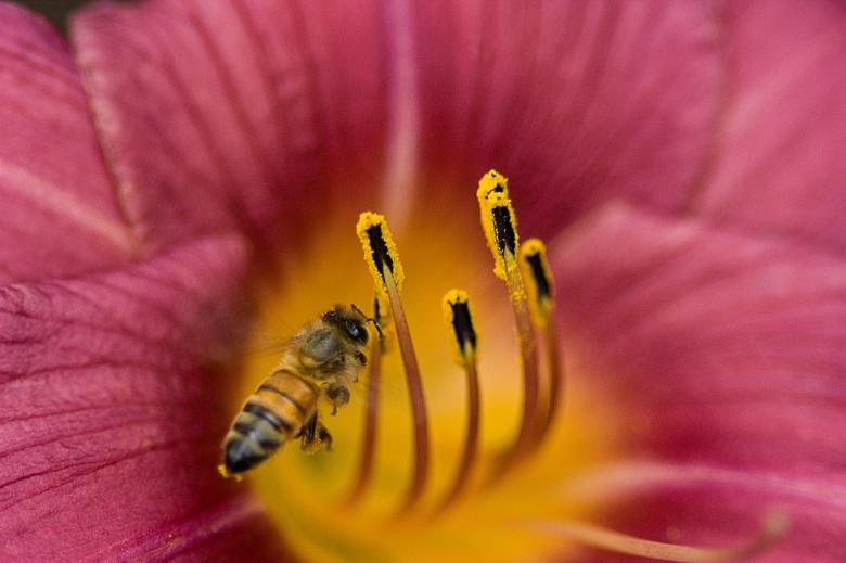 Free stock image of Honeybee &amp; Daylily created by Anthony Marquette