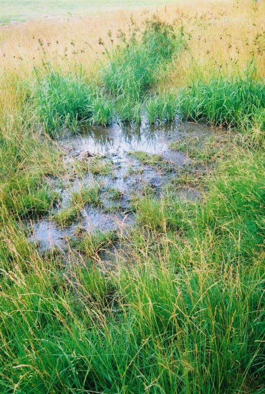 Free stock image of Marshland created by Lokigrl616