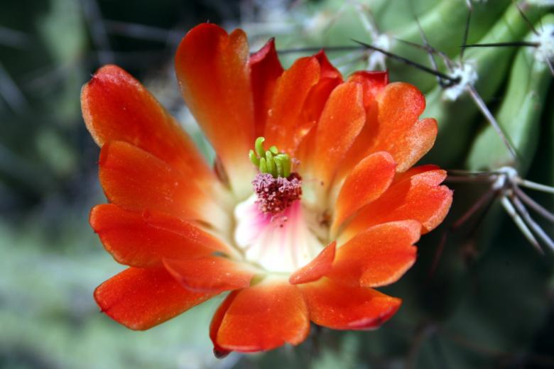 Free stock image of Cactus flowers created by thejazzcat