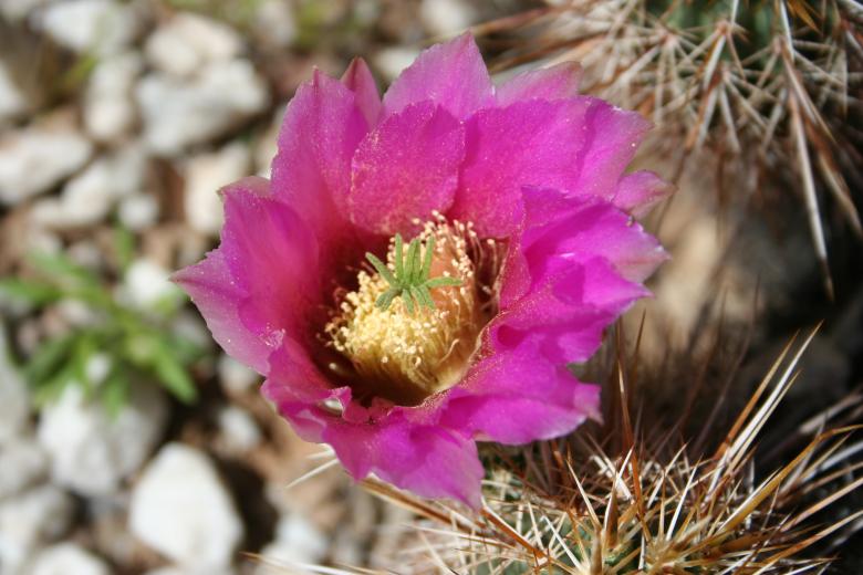 Free stock image of Cactus flowers created by thejazzcat