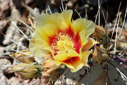 Cactus flowers - Free Stock Photo
