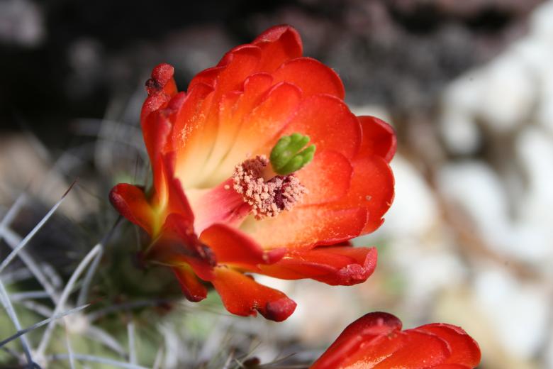 Free stock image of Cactus flowers created by thejazzcat