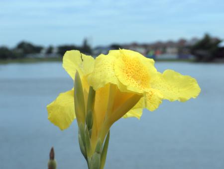 Colorful Flower - Free Stock Photo