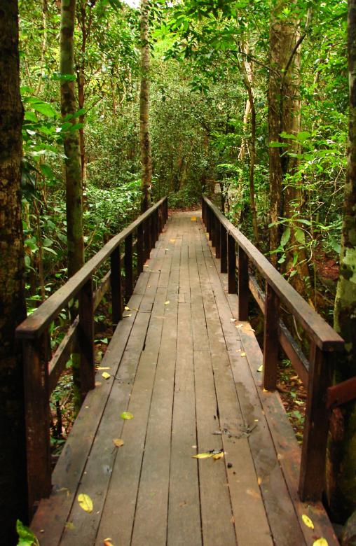 Free stock image of Small Bridge in The Forest created by Tossaporn Santad