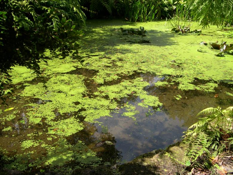 Free stock image of Sunlight on pond created by Jackie Skeate