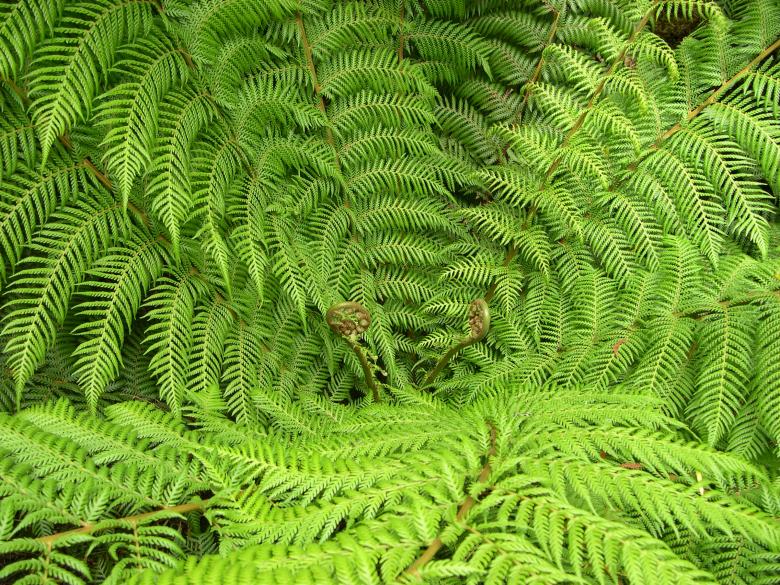 Free stock image of Green fern created by Jackie Skeate