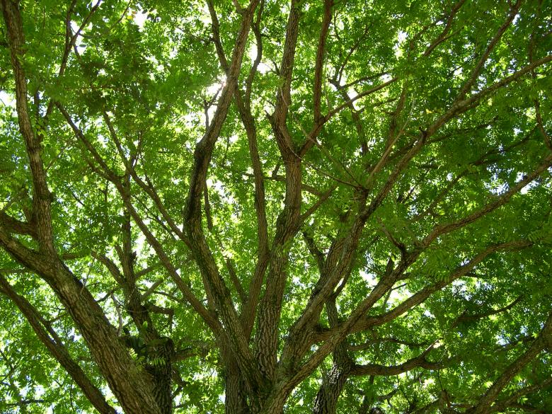 Free stock image of Large tree created by Jackie Skeate