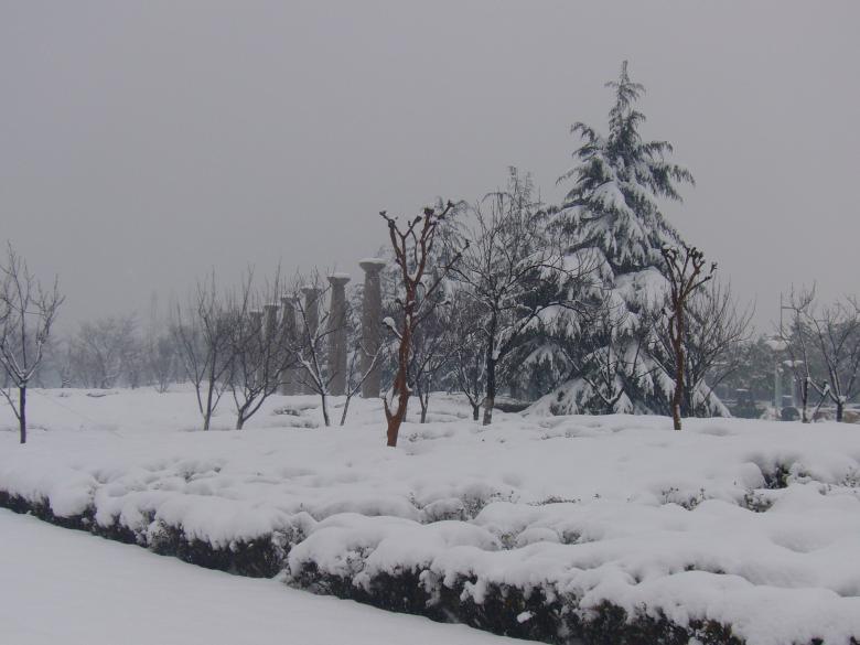 Free stock image of Heavy snow in the pines created by chaofenping