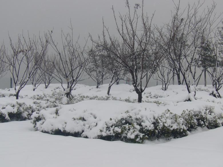 Free stock image of Heavy snow in the pines created by chaofenping