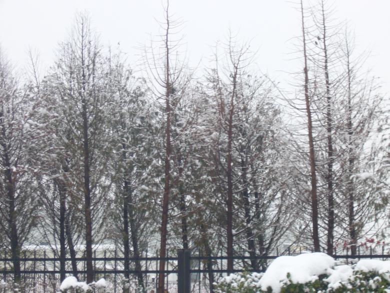 Free stock image of Heavy snow in the pines created by chaofenping