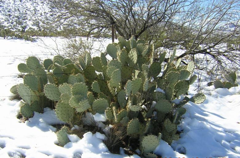 Free stock image of Arizona snow created by thejazzcat